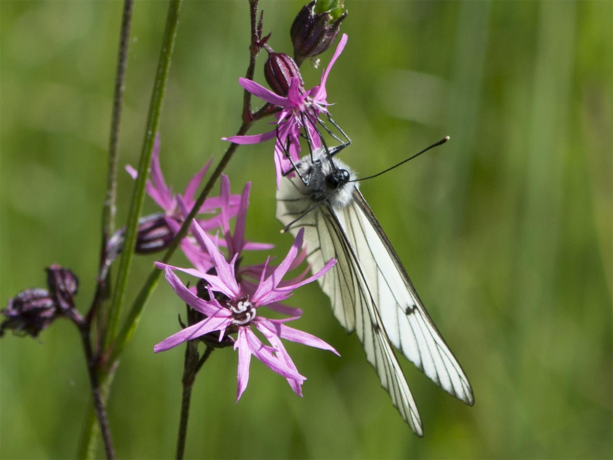 Aporia crataegi